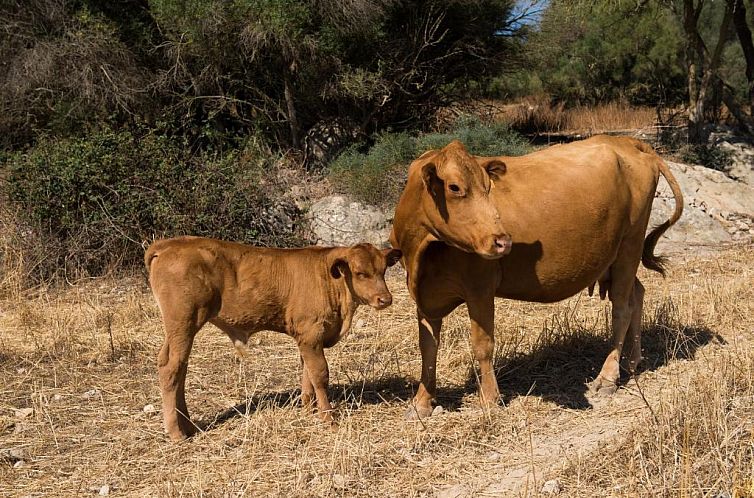 Agroturismo Can Feliu