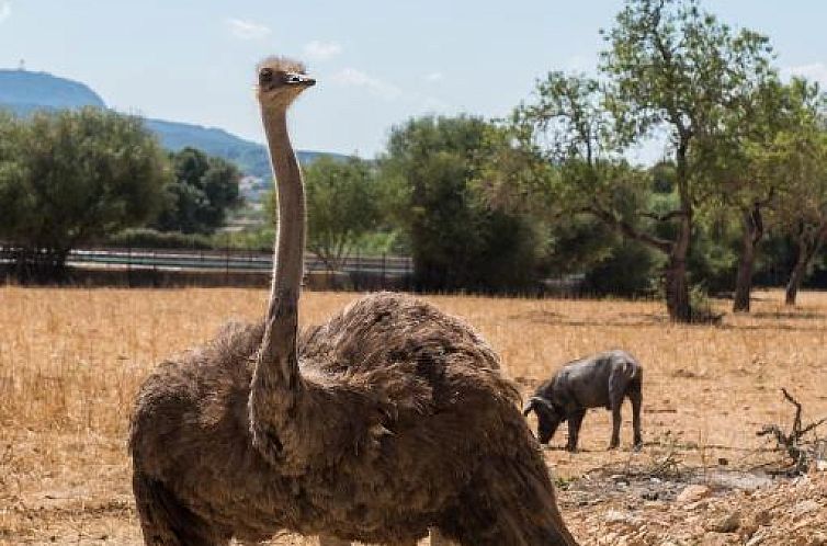 Agroturismo Can Feliu