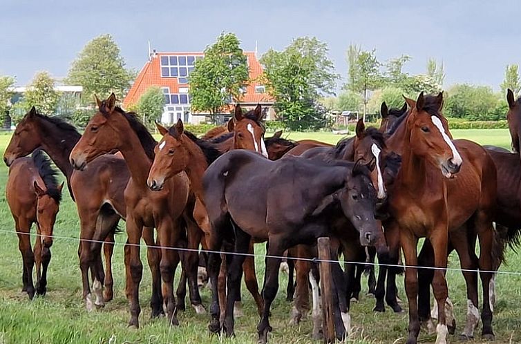 Vakantiehuisje in Akkrum