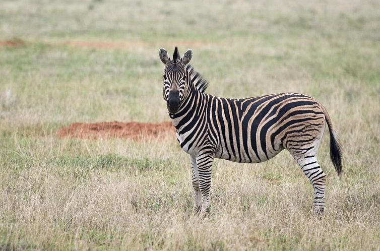 Boschfontein Guest Farm