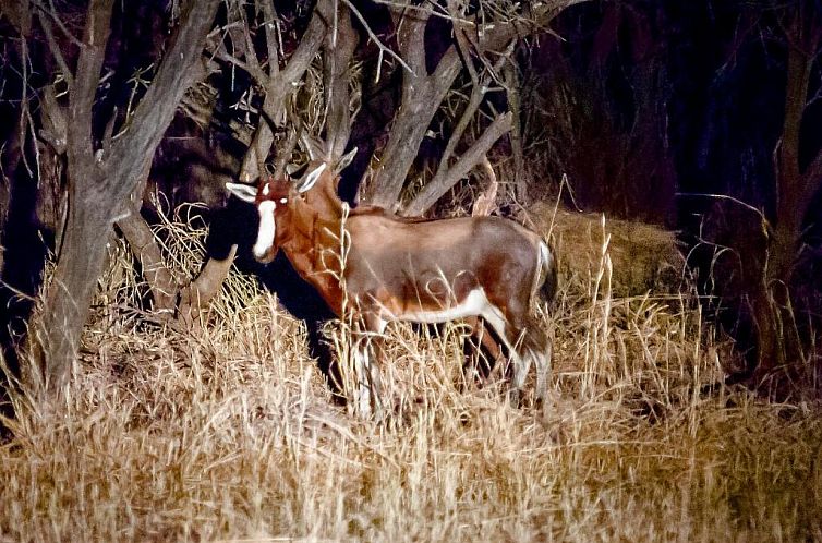 Boschfontein Guest Farm