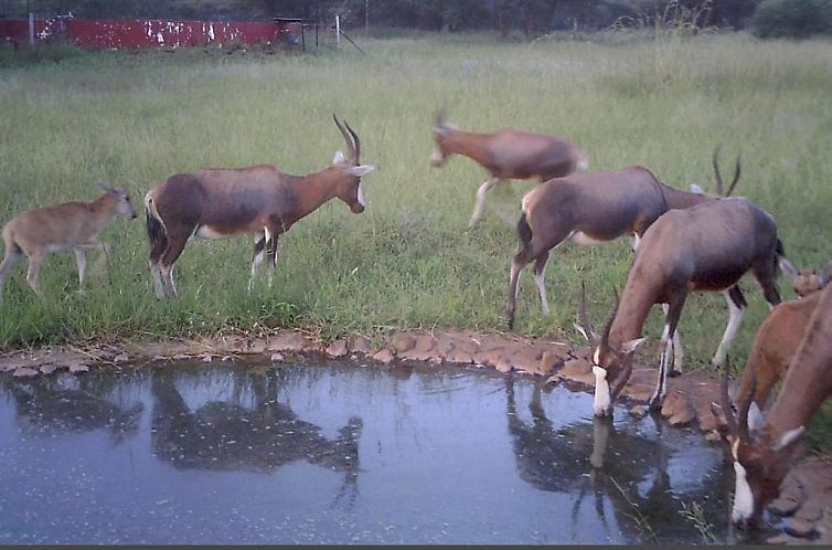 Boschfontein Guest Farm