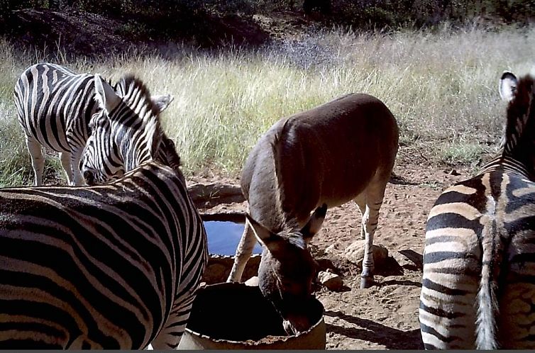 Boschfontein Guest Farm