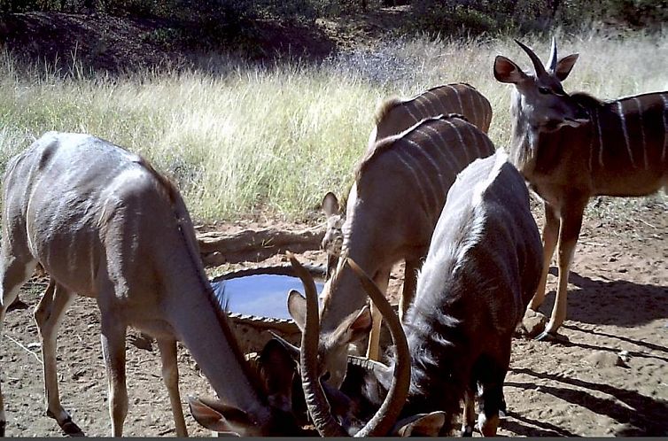 Boschfontein Guest Farm