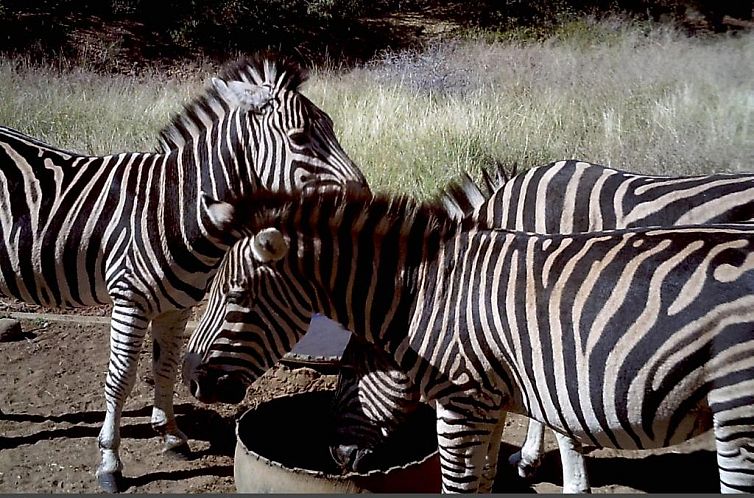 Boschfontein Guest Farm