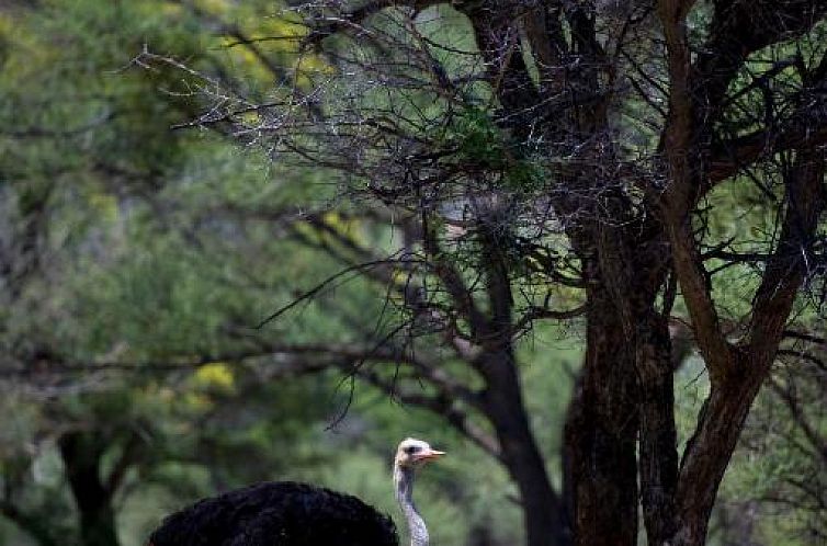 Boschfontein Guest Farm