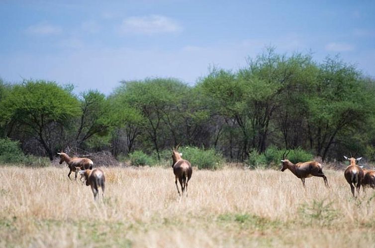 Boschfontein Guest Farm