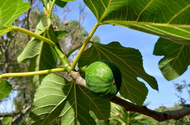 Huisje in Moncarapacho