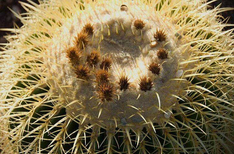 El Jardín de los Sueños