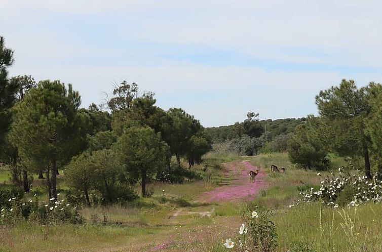 Vakantiehuis in Alcaria Ruiva