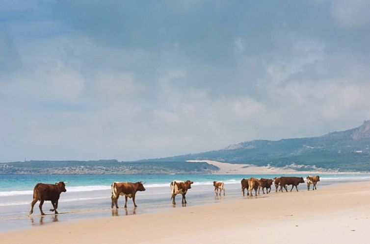 Huisje in Tarifa