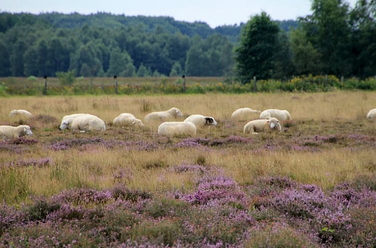 Huisje in Zwiggelte