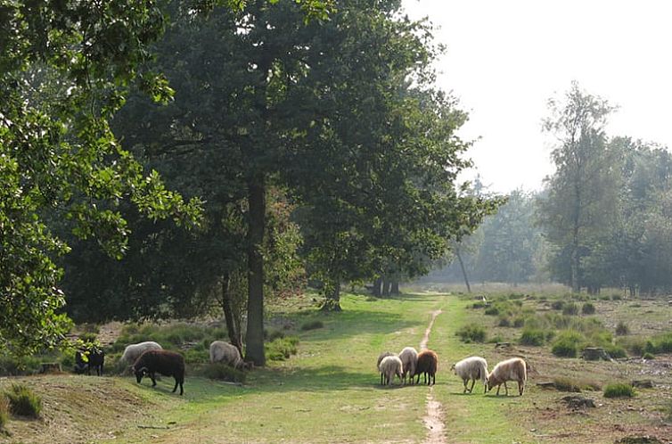 Vakantiehuis in Schoonloo