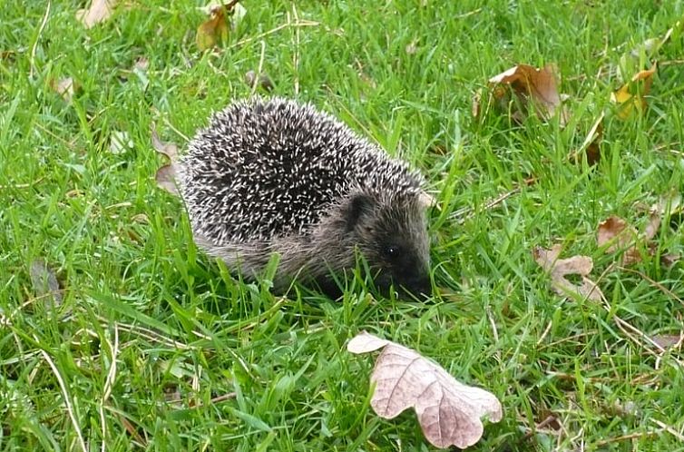 Huisje in Roden