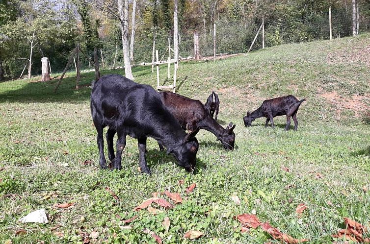 Càmping - Hotel rural La soleia d'Oix