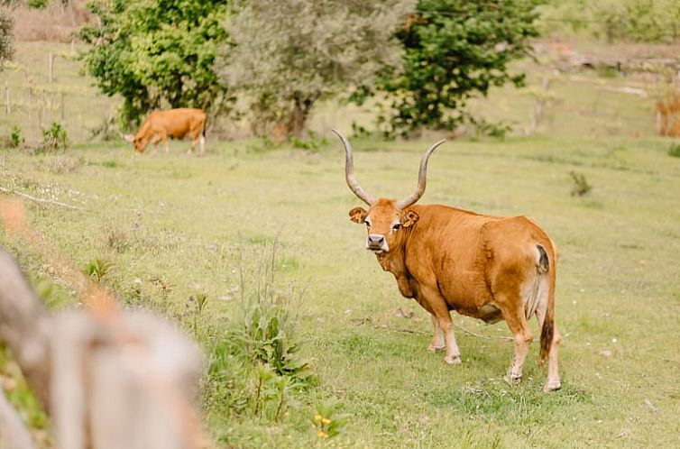 Vakantiehuisje in Cabeceiras de Basto