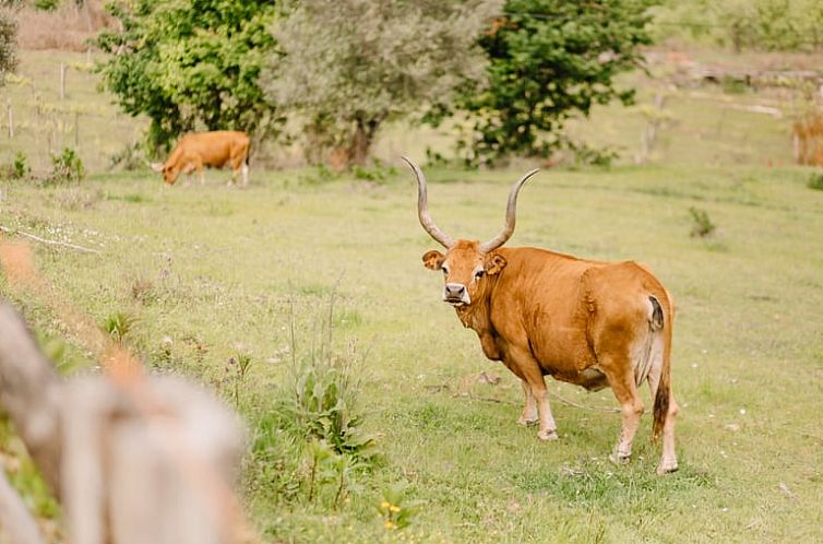 Vakantiehuisje in Cabeceiras de Basto