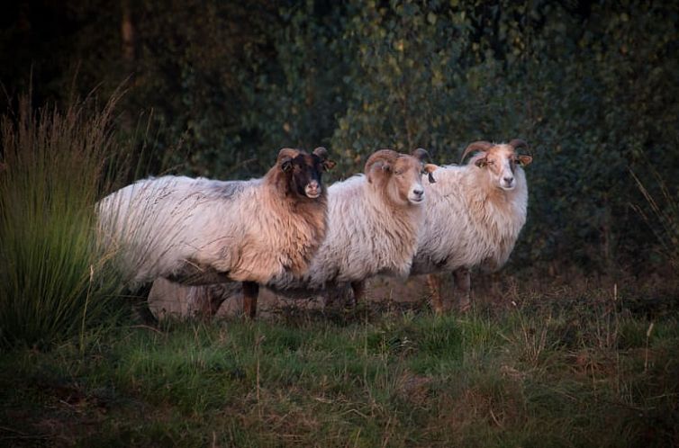 Huisje in Coevorden