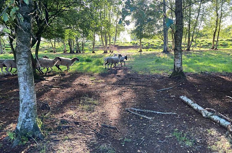 Uniek 4 persoons vakantiehuis tussen de bomen met weids