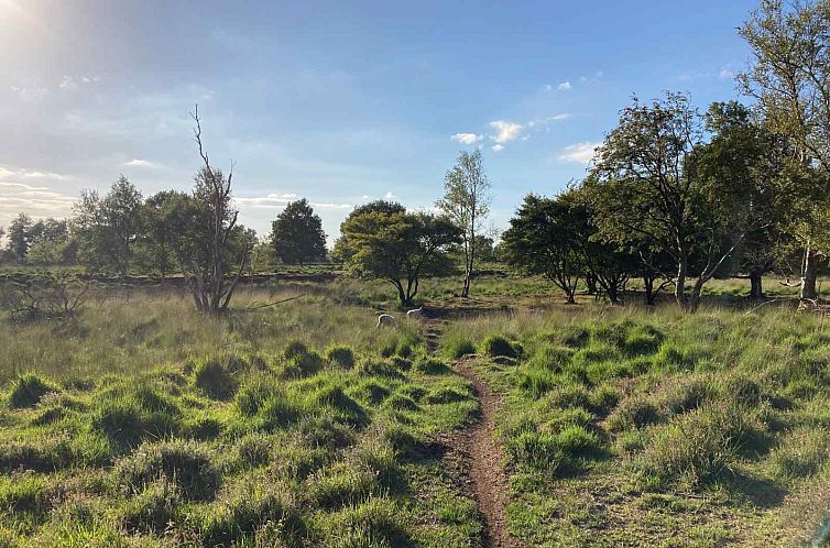 Uniek 4 persoons vakantiehuis tussen de bomen met weids