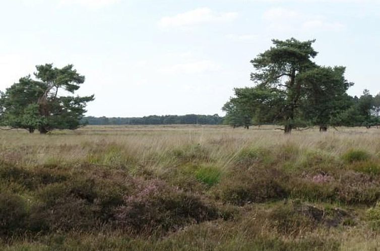 Leuke 4 persoons bungalow op rustige locatie in het bos in