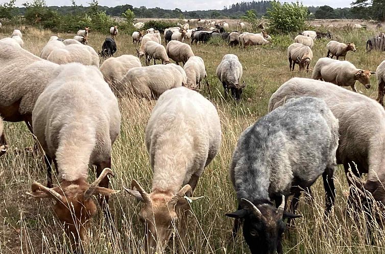 Prachtige 6 persoons vakantievilla met grote tuin aan de