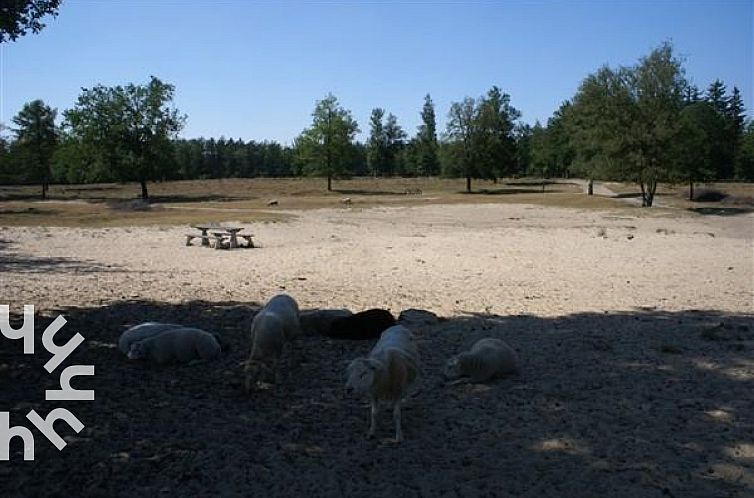 Schitterend 12 persoons vakantiehuis in Diever