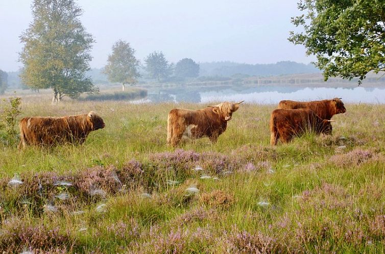 Vakantiehuisjes aan het water