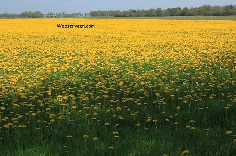 Huisje in Wapserveen