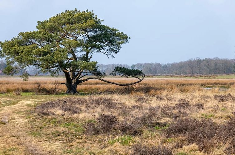 Vakantiehuisje in Dwingeloo