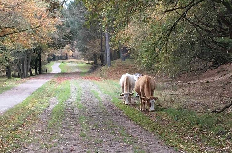 Authentiek Noors vakantiehuis voor 7 personen aan 't