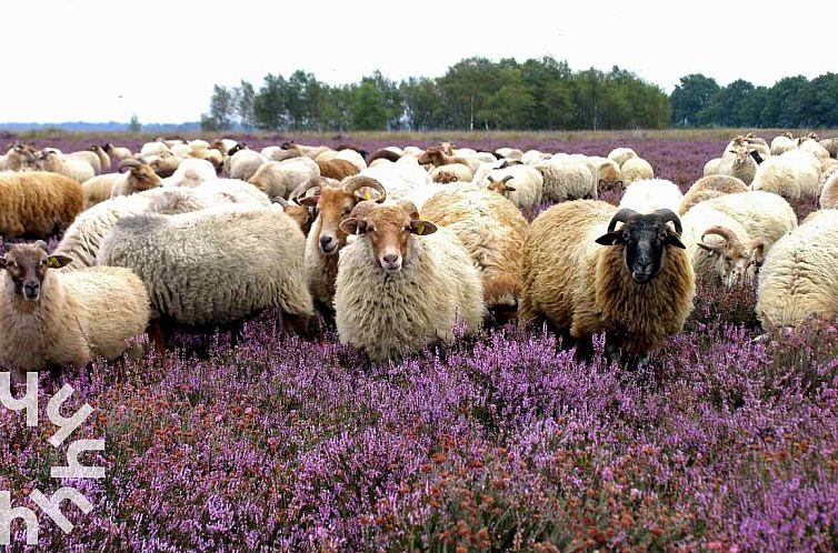 Heerlijk 2 persoons chalet midden in de natuur van Dwingeloo