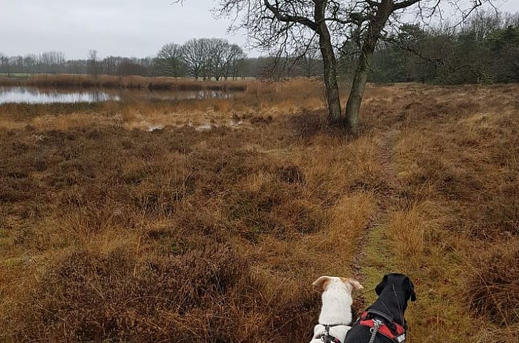 Huisje in Dwingeloo