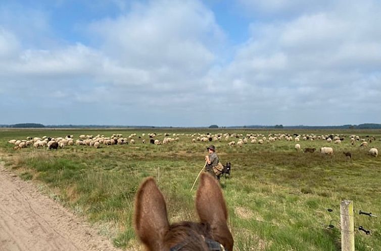 Huisje in Dwingeloo