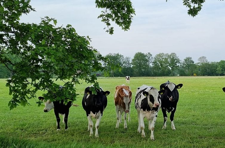 Vakantiehuisje in Dwingeloo