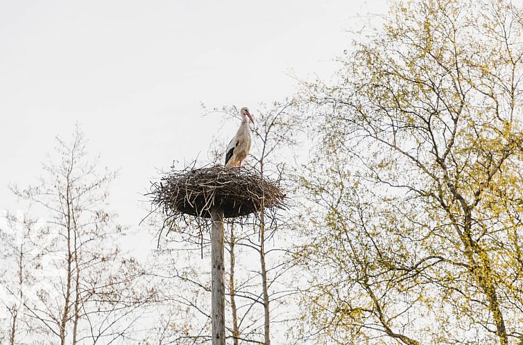 Gezellige 2 tot 4 persoons studio nabij het Dwingelderveld