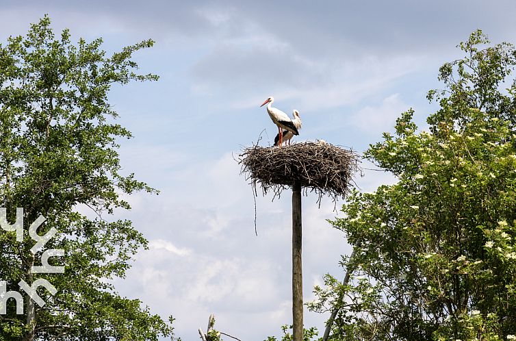 Mooi 6 persoons vakantiehuis naast een wijngaard in