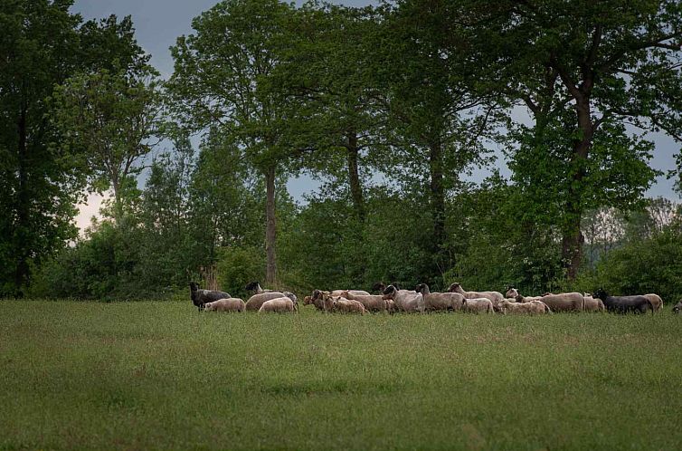 Knusse 4 persoons Lodges op een unieke locatie nabij