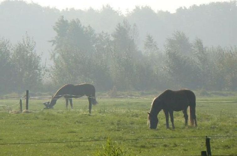 Mooie 4 persoons vakantiewoning midden in het bos