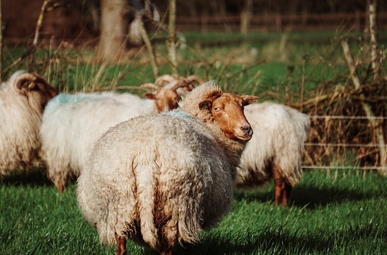 Huisje in Vledder