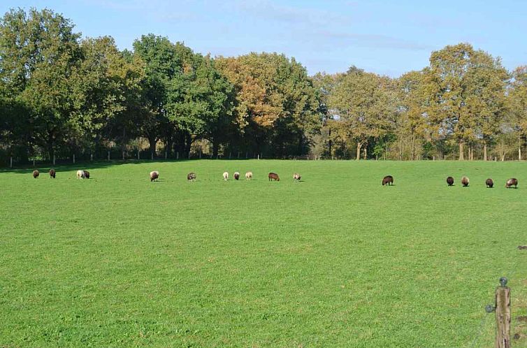 Prachtig gelegen 10 persoons vakantieboerderij in Uffelte -