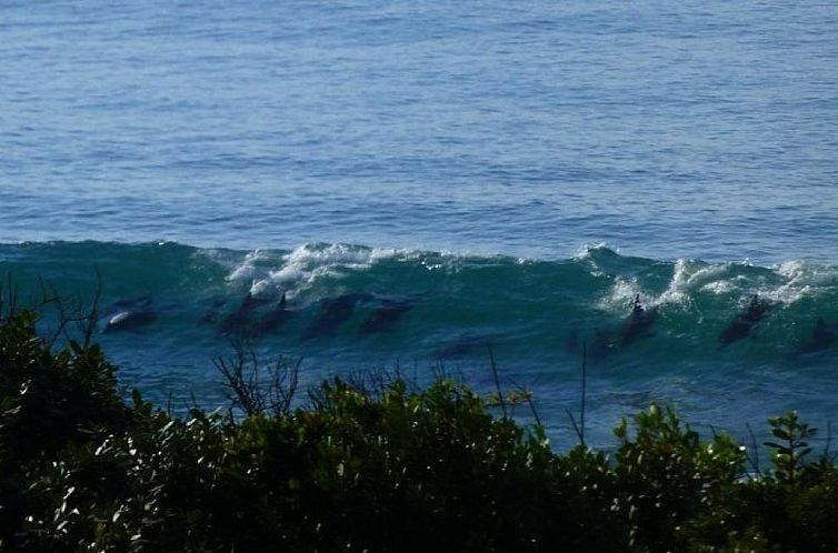 Shaloha Guesthouse on Supertubes