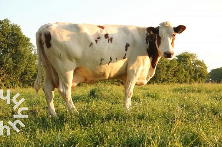 Comfortabel boerderij in Drenthe voor 6 personen