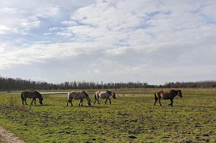 Havenlodge 6 persoons Lelystad