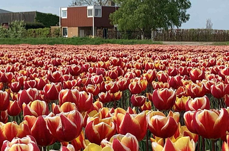 Landelijk gelegen 6 persoons vakantiehuis met bubbelbad en