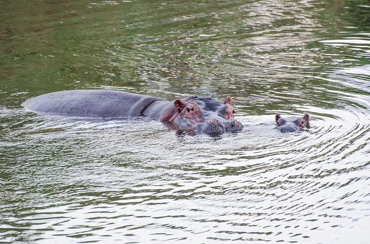 Hippo Water Front Lodge