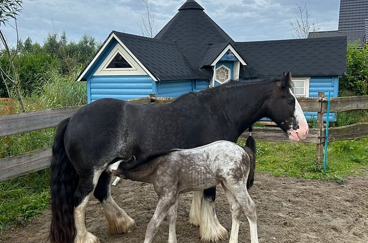 Huisje in Almere