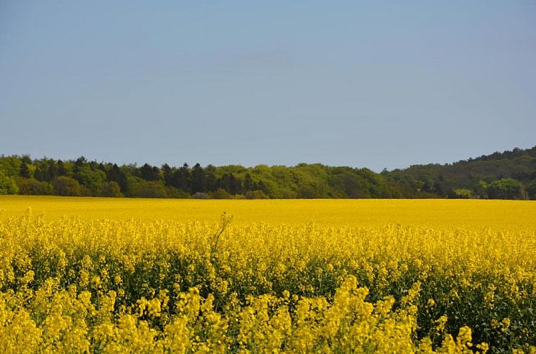 Reethäuser auf Rügen