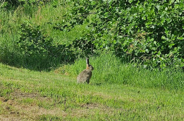 Vakantiehuisje in Westergeest