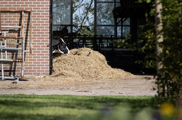 Huisje in Greonterp